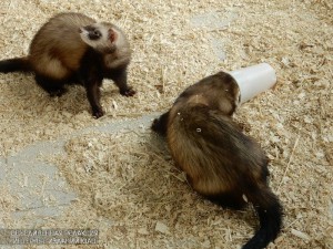 Животные в московском зоопарке