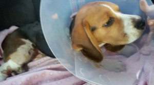 Чейз на осмотре в ветеринарной клинике