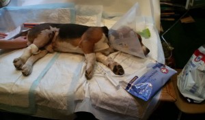 Малыш Чейз под капельницей