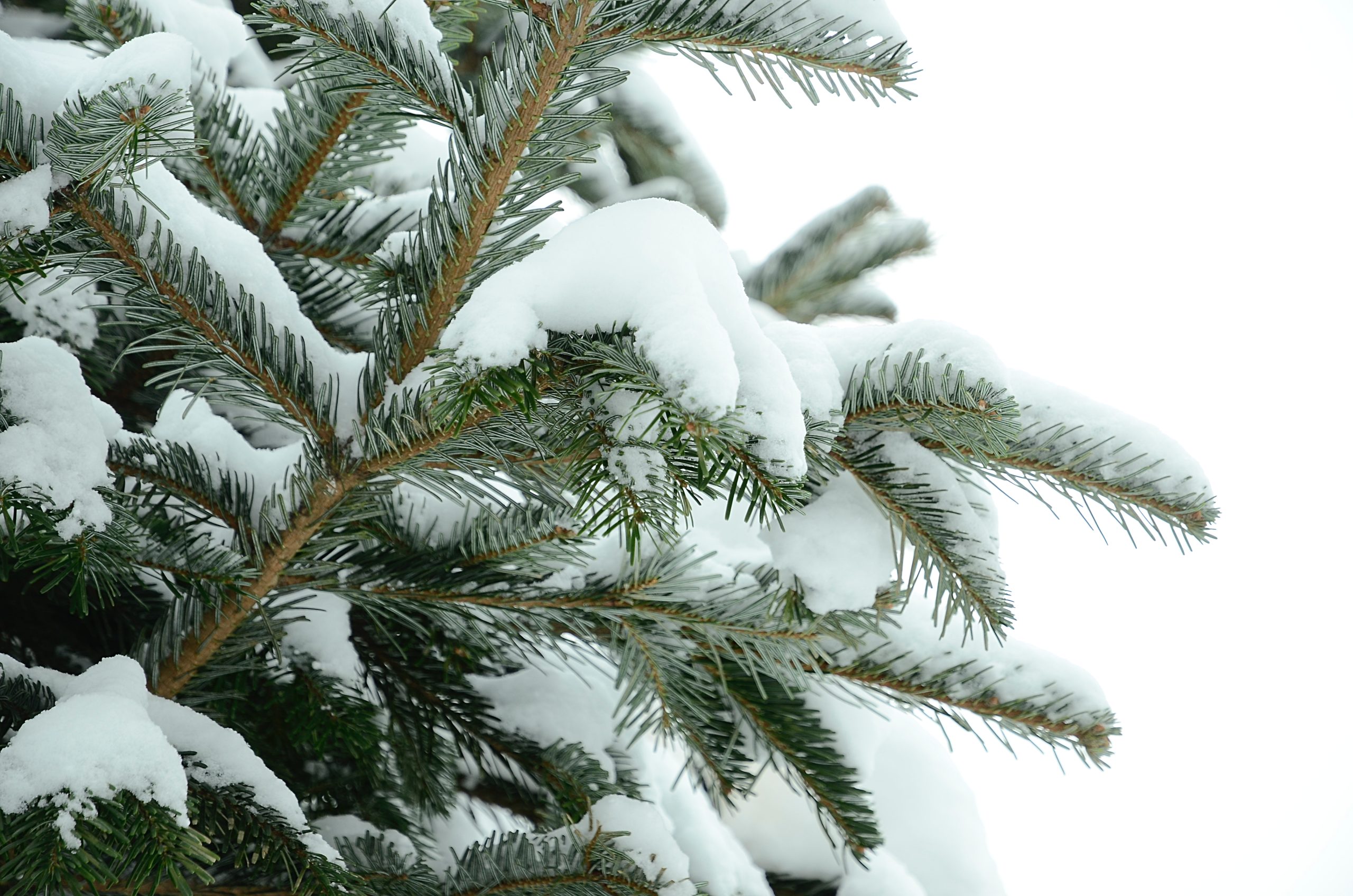 Экологичное потребление, или Пункты приема елок будут работать до 25 февраля. Фото: Анна Быкова, «Вечерняя Москва»