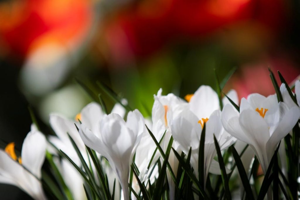 Выставка «Весна в Царицынских оранжереях» пройдет в МЗ «Царицыно». Фото: официальный сайт МЗ «Царицыно»
