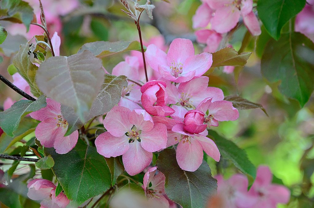 Сотрудники МЗ «Царицыно» пригласили горожан на праздник цветения сакуры. Фото: Анна Быкова, «Вечерняя Москва»