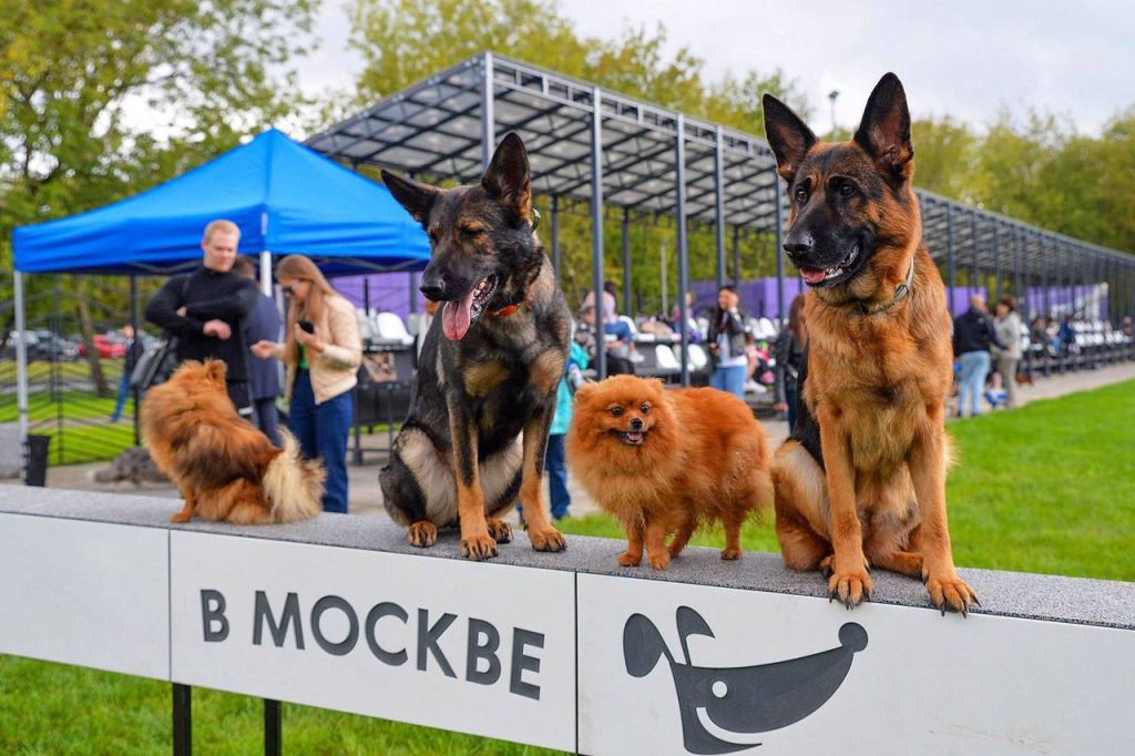 Экспертная комиссия оценит работы, изображающие реальных или вымышленных животных. Фото: пресс-служба автономной некоммерческой организации «Комплексное развитие района «Мой район»»