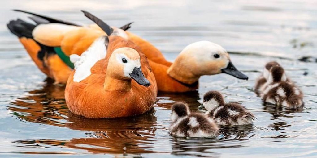 Какие животные обитают на природных территориях столицы. Фото: сайт мэра Москвы