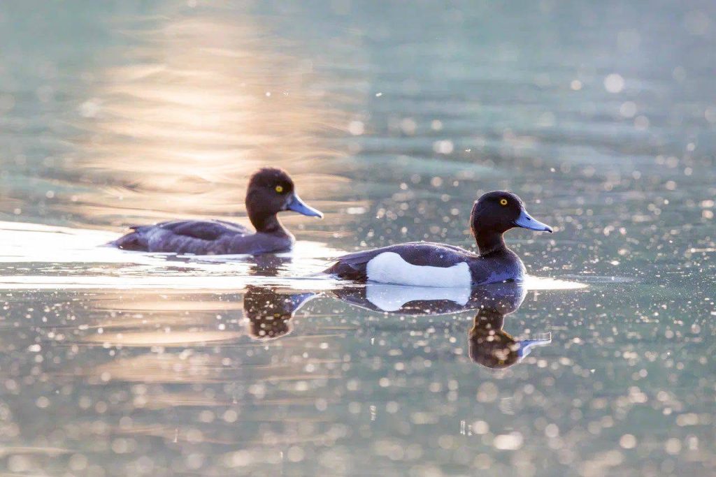Кряквы, огари и лысухи: у каких водоплавающих птиц появилось потомство в столице. Фото: Пресс-служба Департамента природопользования и охраны окружающей среды города Москвы