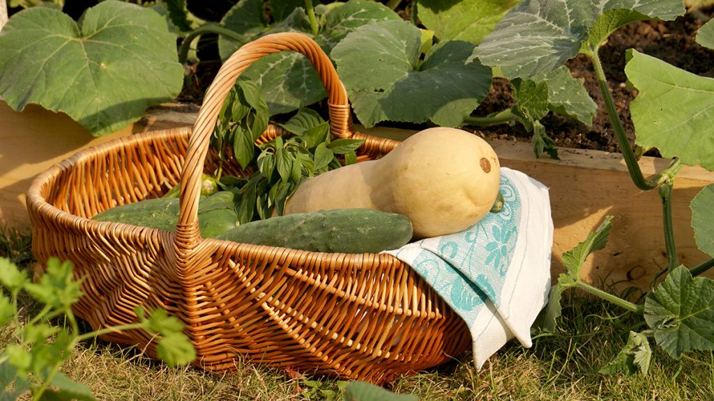 Горожан пригласили на мастер-классы в рамках фестиваля «Сады и огороды» в МЗ «Царицыно». Фото: Анатолий Цымбалюк, «Вечерняя Москва»