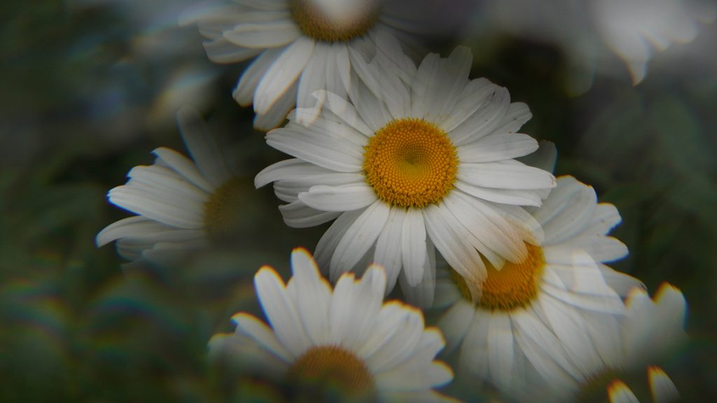 «Ромашкин день»: праздничное мероприятие состоится в библиотеке №156. Фото: Анатолий Цымбалюк, «Вечерняя Москва»