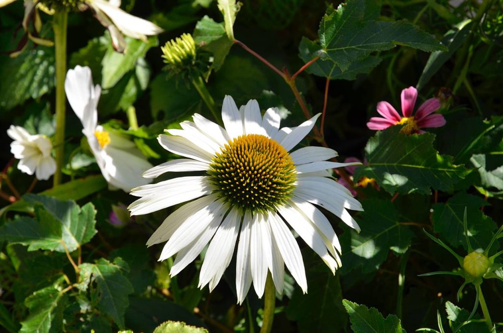 Наталья Дмитриева поздравила жителей района с праздником. Фото: Анна Быкова, «Вечерняя Москва»