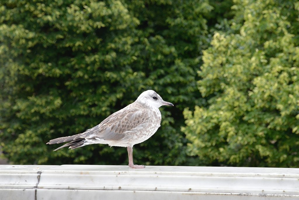 Сотрудники музея-заповедника «Царицыно» пригласили горожан принять участие в «Евразийском учете птиц». Фото: Анна Быкова, «Вечерняя Москва»