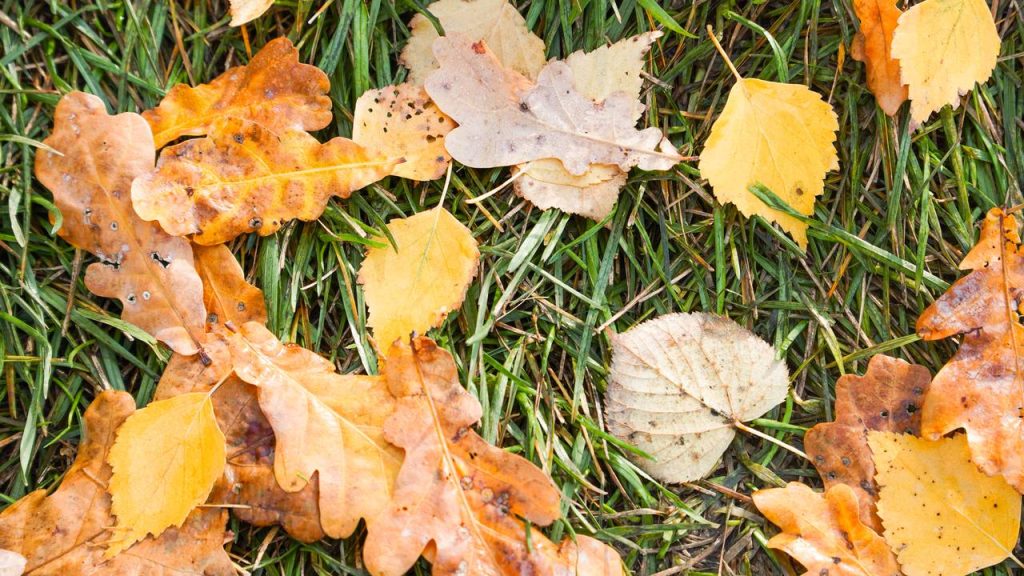 Аппарат Совета депутатов рассказал о квизе «Радио Осень». Фото: Ксения Догонашева, «Вечерняя Москва»