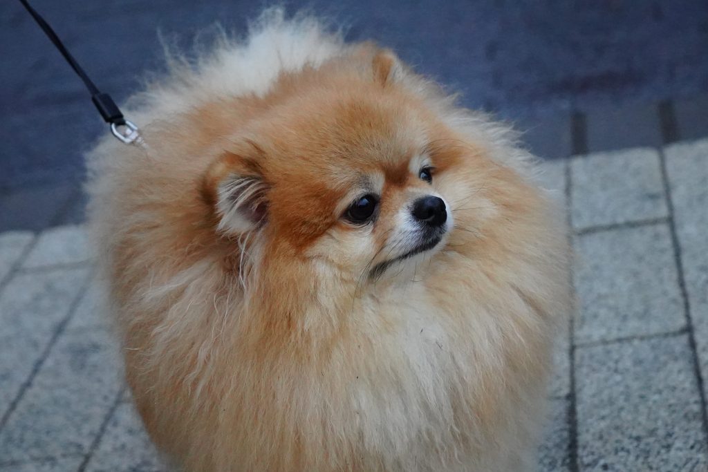 Площадку для выгула собак благоустроили в Орехове-Борисове Северном. Фото: Анна Быкова, «Вечерняя Москва»