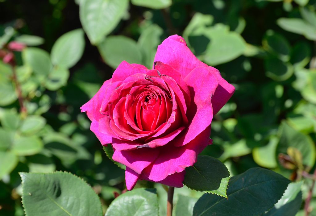 Сотрудники МЗ «Царицыно» пригласили декораторов и флористов принять участие в конкурсе. Фото: Анна Быкова, «Вечерняя Москва»