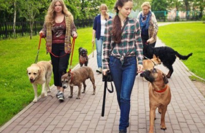 Депутаты Мосгордумы выступили с инициативой повысить штраф за выгул собак без намордников
