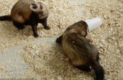 Животные в московском зоопарке