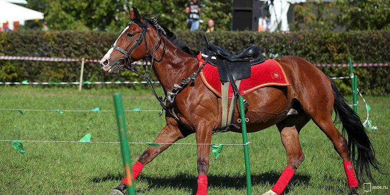 Конкур в Москве