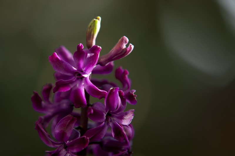 Цветок в Царицынских оранжереях