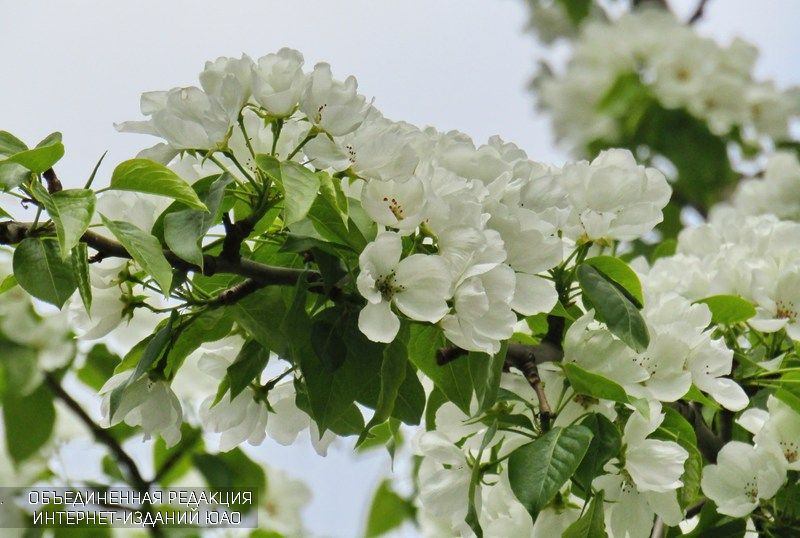 Цветы в районе Орехово-Борисово Северное