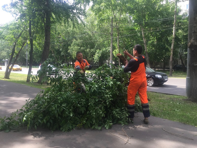 Обрезка деревьев в районе Орехово-Борисово Северное