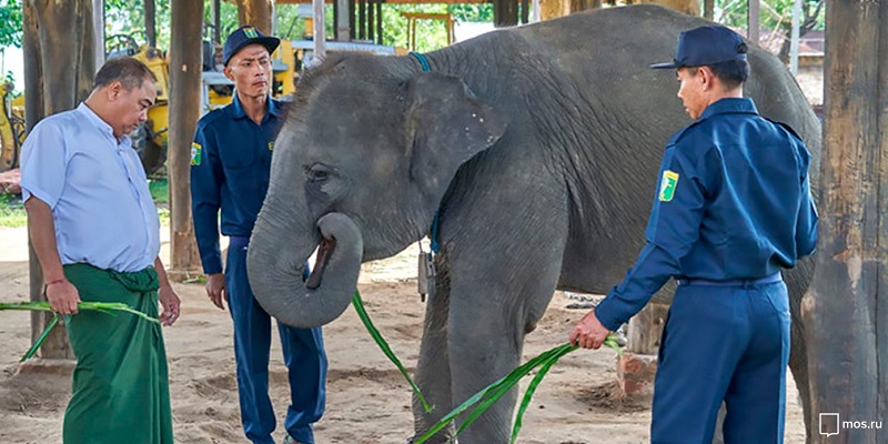 Слоненок из Мьянмы