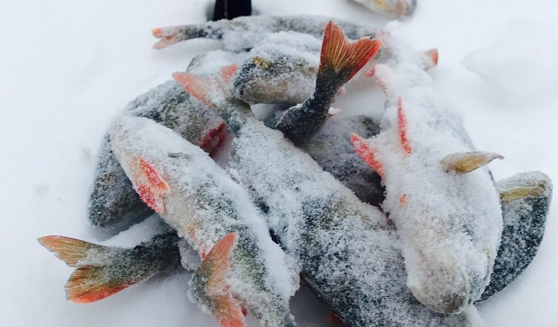 зимняя рыбалка, ловля рыбы, московское долголетие, рыба