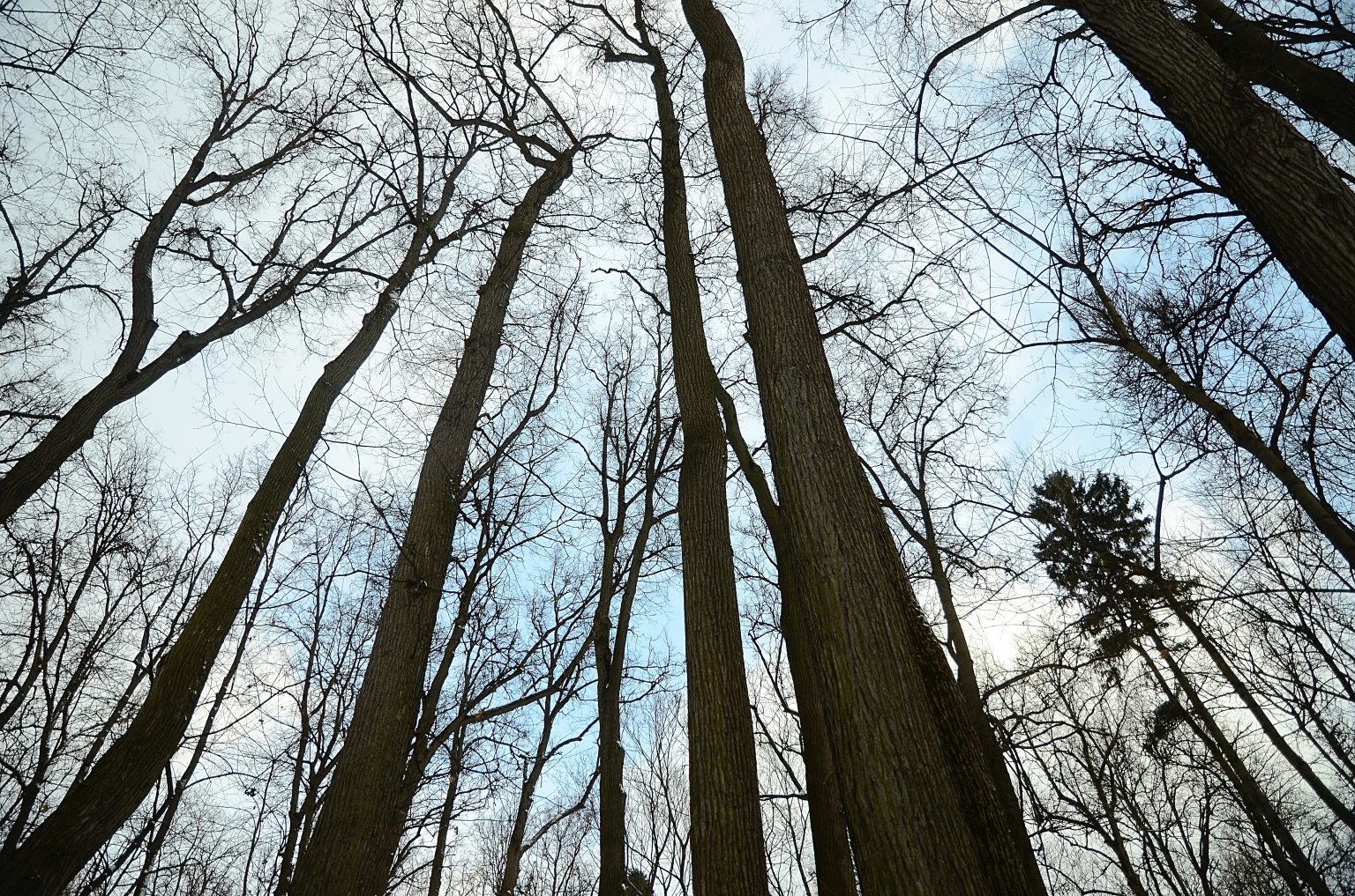 Шведские пруды. Библиотека №8 им. Библиотека прудов. Парк чистые пруды москва. Пруд для утки pong.