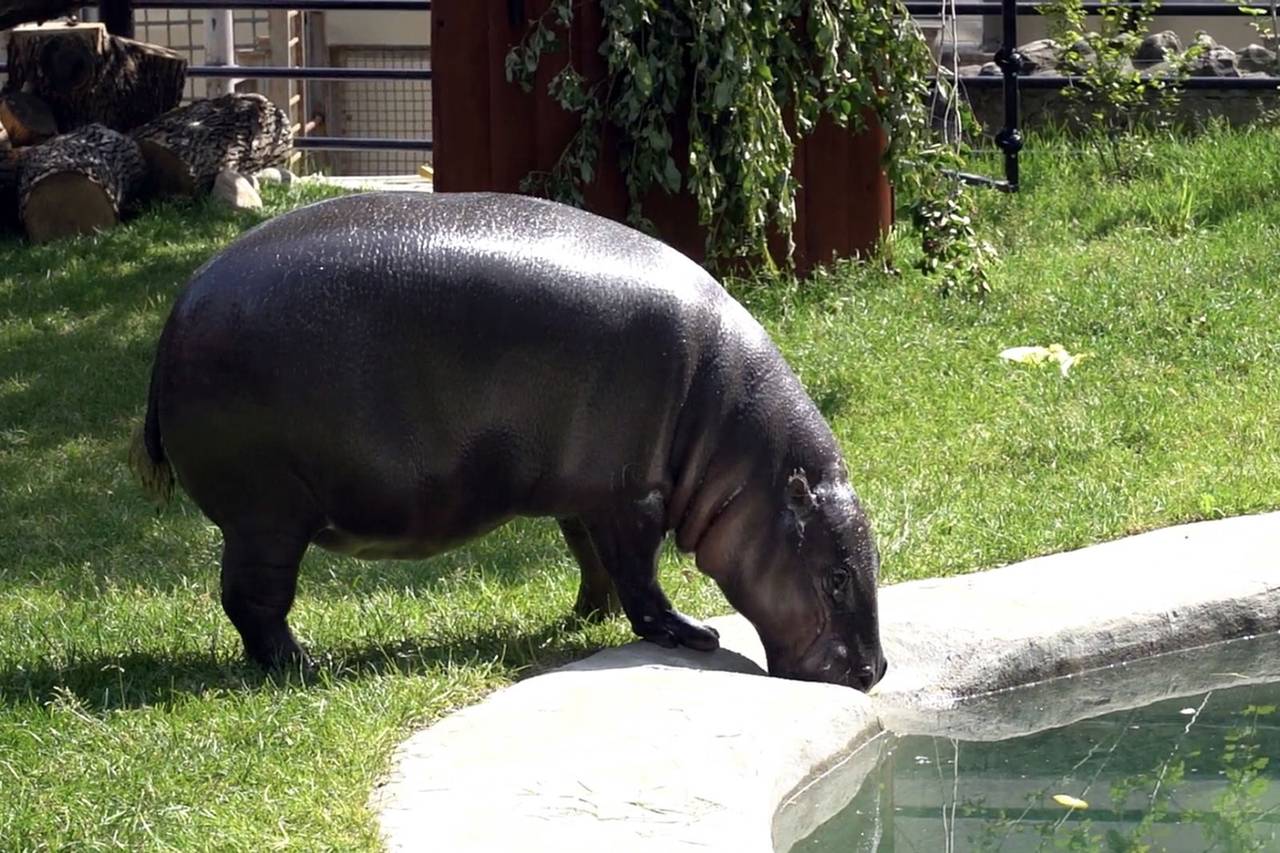 Трансляции из вольеров наших животных становятся все популярнее. Фото: пресс-служба Департамента культуры города Москвы