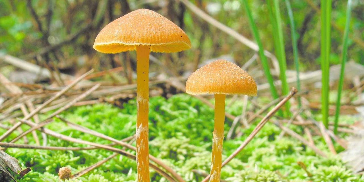 Биологи рассказали, какие грибы растут летом в лесах и парках столицы. Фото: пресс-служба Департамента природопользования и охраны окружающей среды города Москвы