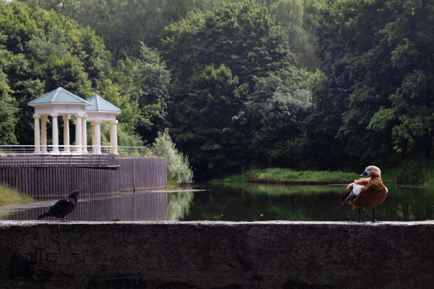 Бирюлевский дендропарк станет объектом научного исследования студентов. Фото: официальный сайт МЗ «Царицыно»