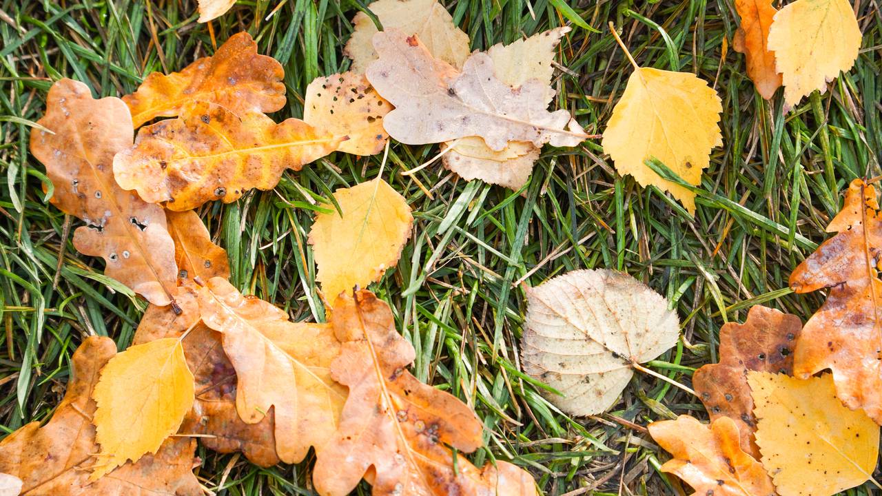 Аппарат Совета депутатов рассказал о квизе «Радио Осень». Фото: Ксения Догонашева, «Вечерняя Москва»