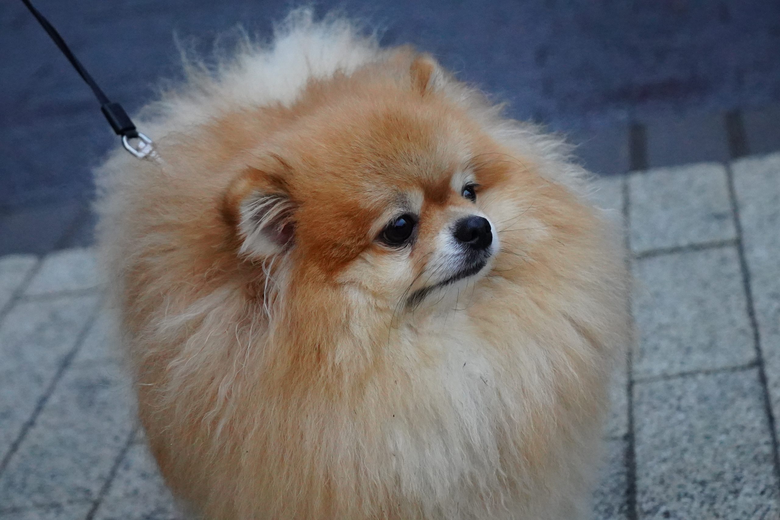 Территорию для выгула собак благоустроили в Орехове-Борисове Северном. Фото: Анна Быкова, «Вечерняя Москва»