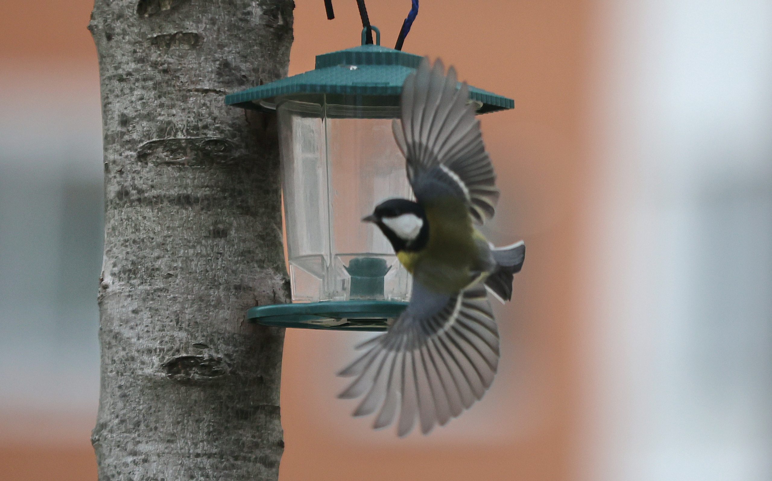 Мероприятие к экологическому празднику «Синичкин день» пройдет в библиотеке №156. Фото: Виктор Хабаров, «Вечерняя Москва»