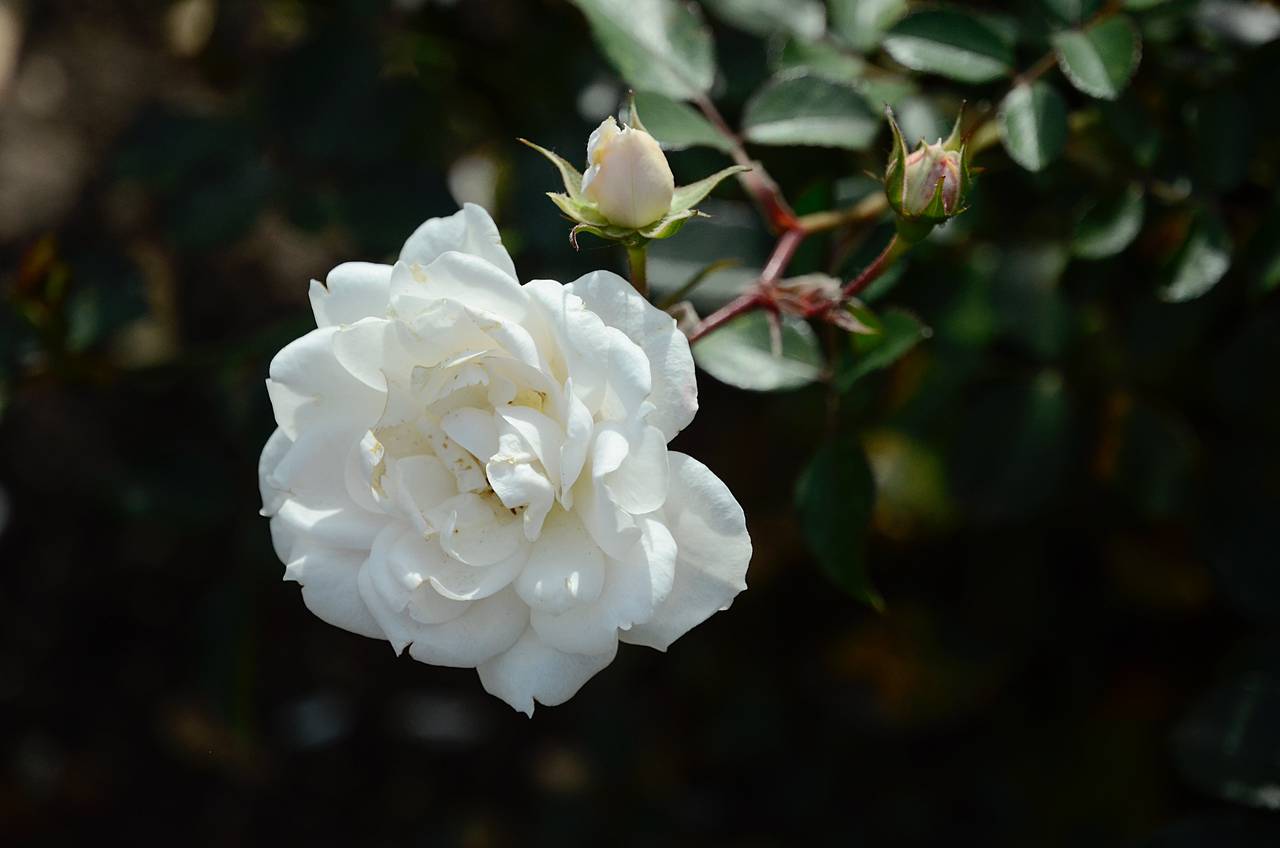 Наталия Дмитриева поздравила всех мам с их праздником. Фото: Анна Быкова, «Вечерняя Москва»